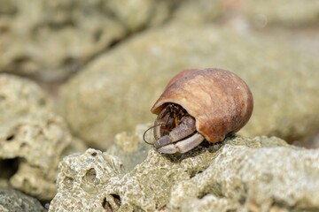 Einsiedlerkrebs mit Muschelschale an einem Strand in Thailand © Christoph