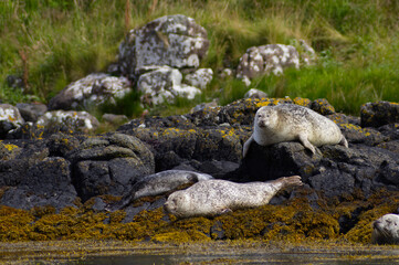 Colony of wild harbor seals (Phoca vitulina) relaxing in funny poses on dark coastal rocks covered with bright yellow seaweed At The Atlantic Coast Of The Isle Of Skye Near Dunvegan In Scotland, UK © TomKorcak