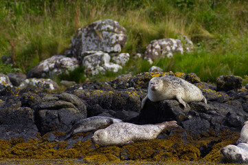 Colony of wild harbor seals (Phoca vitulina) relaxing in funny poses on dark coastal rocks covered with bright yellow seaweed At The Atlantic Coast Of The Isle Of Skye Near Dunvegan In Scotland, UK © TomKorcak
