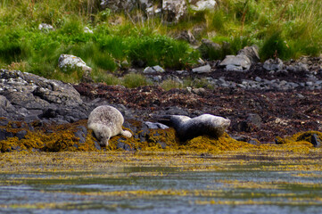 Colony of wild harbor seals (Phoca vitulina) relaxing in funny poses on dark coastal rocks covered with bright yellow seaweed At The Atlantic Coast Of The Isle Of Skye Near Dunvegan In Scotland, UK © TomKorcak