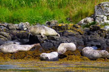 Colony of wild harbor seals (Phoca vitulina) relaxing in funny poses on dark coastal rocks covered with bright yellow seaweed At The Atlantic Coast Of The Isle Of Skye Near Dunvegan In Scotland, UK © TomKorcak