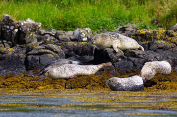 Colony of wild harbor seals (Phoca vitulina) relaxing in funny poses on dark coastal rocks covered with bright yellow seaweed At The Atlantic Coast Of The Isle Of Skye Near Dunvegan In Scotland, UK © TomKorcak