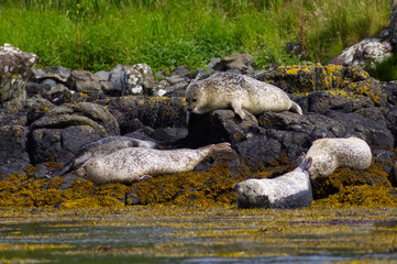 Colony of wild harbor seals (Phoca vitulina) relaxing in funny poses on dark coastal rocks covered with bright yellow seaweed At The Atlantic Coast Of The Isle Of Skye Near Dunvegan In Scotland, UK © TomKorcak
