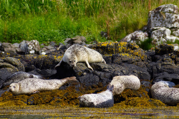 Colony of wild harbor seals (Phoca vitulina) relaxing in funny poses on dark coastal rocks covered with bright yellow seaweed At The Atlantic Coast Of The Isle Of Skye Near Dunvegan In Scotland, UK © TomKorcak