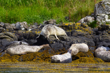 Colony of wild harbor seals (Phoca vitulina) relaxing in funny poses on dark coastal rocks covered with bright yellow seaweed At The Atlantic Coast Of The Isle Of Skye Near Dunvegan In Scotland, UK © TomKorcak