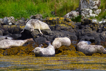 Colony of wild harbor seals (Phoca vitulina) relaxing in funny poses on dark coastal rocks covered with bright yellow seaweed At The Atlantic Coast Of The Isle Of Skye Near Dunvegan In Scotland, UK © TomKorcak
