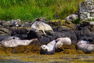 Colony of wild harbor seals (Phoca vitulina) relaxing in funny poses on dark coastal rocks covered with bright yellow seaweed At The Atlantic Coast Of The Isle Of Skye Near Dunvegan In Scotland, UK © TomKorcak