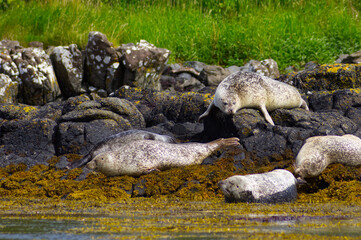 Colony of wild harbor seals (Phoca vitulina) relaxing in funny poses on dark coastal rocks covered with bright yellow seaweed At The Atlantic Coast Of The Isle Of Skye Near Dunvegan In Scotland, UK © TomKorcak