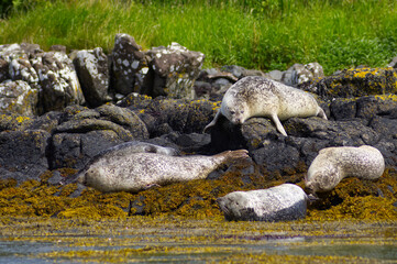 Colony of wild harbor seals (Phoca vitulina) relaxing in funny poses on dark coastal rocks covered with bright yellow seaweed At The Atlantic Coast Of The Isle Of Skye Near Dunvegan In Scotland, UK © TomKorcak