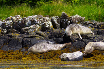 Colony of wild harbor seals (Phoca vitulina) relaxing in funny poses on dark coastal rocks covered with bright yellow seaweed At The Atlantic Coast Of The Isle Of Skye Near Dunvegan In Scotland, UK © TomKorcak
