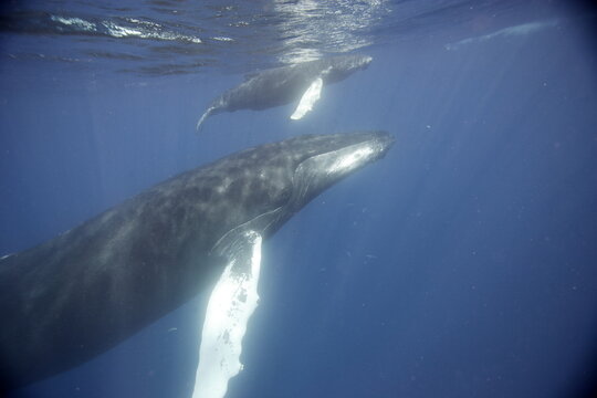 Mother and baby humpback whale at the ocean's surface so the baby can breathe