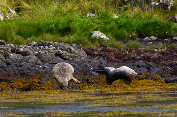 Colony of wild harbor seals (Phoca vitulina) relaxing in funny poses on dark coastal rocks covered with bright yellow seaweed At The Atlantic Coast Of The Isle Of Skye Near Dunvegan In Scotland, UK © TomKorcak