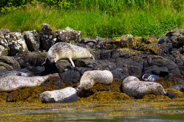 Colony of wild harbor seals (Phoca vitulina) relaxing in funny poses on dark coastal rocks covered with bright yellow seaweed At The Atlantic Coast Of The Isle Of Skye Near Dunvegan In Scotland, UK © TomKorcak