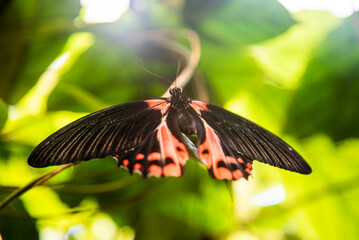 Red and black butterfly resting on green plant leaves © MexChriss