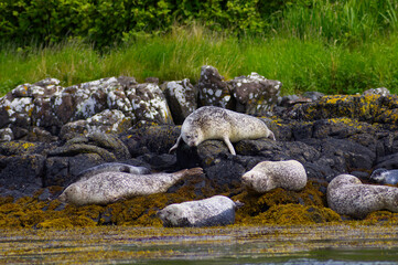 Colony of wild harbor seals (Phoca vitulina) relaxing in funny poses on dark coastal rocks covered with bright yellow seaweed At The Atlantic Coast Of The Isle Of Skye Near Dunvegan In Scotland, UK © TomKorcak