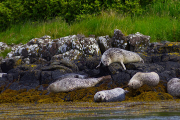 Colony of wild harbor seals (Phoca vitulina) relaxing in funny poses on dark coastal rocks covered with bright yellow seaweed At The Atlantic Coast Of The Isle Of Skye Near Dunvegan In Scotland, UK © TomKorcak