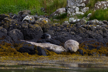 Group of wild harbor seals (Phoca vitulina) resting on a rocky coastline covered with yellow seaweed against a green grassy background. Atlantic Coast Of The Isle Of Skye Near Dunvegan In Scotland, UK © TomKorcak