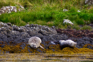 Group of wild harbor seals (Phoca vitulina) resting on a rocky coastline covered with yellow seaweed against a green grassy background. Atlantic Coast Of The Isle Of Skye Near Dunvegan In Scotland, UK © TomKorcak