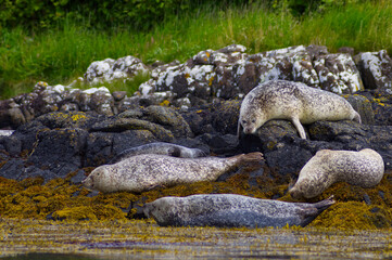 Colony of wild harbor seals (Phoca vitulina) relaxing in funny poses on dark coastal rocks covered with bright yellow seaweed At The Atlantic Coast Of The Isle Of Skye Near Dunvegan In Scotland, UK © TomKorcak
