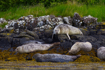 Colony of wild harbor seals (Phoca vitulina) relaxing in funny poses on dark coastal rocks covered with bright yellow seaweed At The Atlantic Coast Of The Isle Of Skye Near Dunvegan In Scotland, UK © TomKorcak