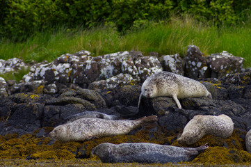 Colony of wild harbor seals (Phoca vitulina) relaxing in funny poses on dark coastal rocks covered with bright yellow seaweed At The Atlantic Coast Of The Isle Of Skye Near Dunvegan In Scotland, UK © TomKorcak