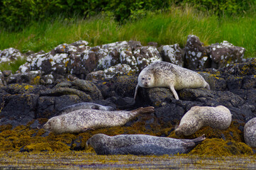 Colony of wild harbor seals (Phoca vitulina) relaxing in funny poses on dark coastal rocks covered with bright yellow seaweed At The Atlantic Coast Of The Isle Of Skye Near Dunvegan In Scotland, UK © TomKorcak