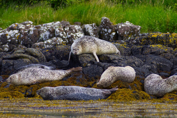 Colony of wild harbor seals (Phoca vitulina) relaxing in funny poses on dark coastal rocks covered with bright yellow seaweed At The Atlantic Coast Of The Isle Of Skye Near Dunvegan In Scotland, UK © TomKorcak