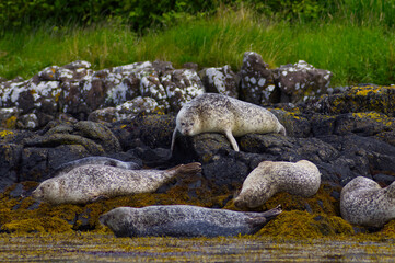 Colony of wild harbor seals (Phoca vitulina) relaxing in funny poses on dark coastal rocks covered with bright yellow seaweed At The Atlantic Coast Of The Isle Of Skye Near Dunvegan In Scotland, UK © TomKorcak