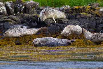 Colony of wild harbor seals (Phoca vitulina) relaxing in funny poses on dark coastal rocks covered with bright yellow seaweed At The Atlantic Coast Of The Isle Of Skye Near Dunvegan In Scotland, UK © TomKorcak