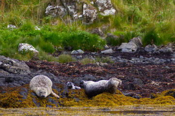 Group of wild harbor seals (Phoca vitulina) resting on a rocky coastline covered with yellow seaweed against a green grassy background. Atlantic Coast Of The Isle Of Skye Near Dunvegan In Scotland, UK © TomKorcak