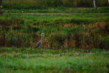 Fototapeta premium Heron standing in a green meadow