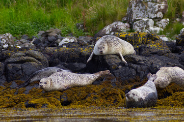 Colony of wild harbor seals (Phoca vitulina) relaxing in funny poses on dark coastal rocks covered with bright yellow seaweed At The Atlantic Coast Of The Isle Of Skye Near Dunvegan In Scotland, UK © TomKorcak