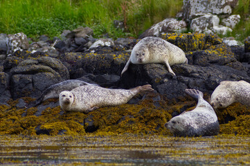 Colony of wild harbor seals (Phoca vitulina) relaxing in funny poses on dark coastal rocks covered with bright yellow seaweed At The Atlantic Coast Of The Isle Of Skye Near Dunvegan In Scotland, UK © TomKorcak