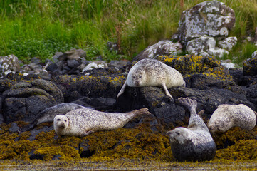 Colony of wild harbor seals (Phoca vitulina) relaxing in funny poses on dark coastal rocks covered with bright yellow seaweed At The Atlantic Coast Of The Isle Of Skye Near Dunvegan In Scotland, UK © TomKorcak