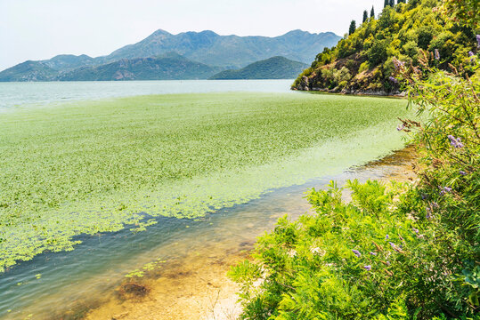 Gorgeous picturesque scene of Lake Skadar, Montenegro