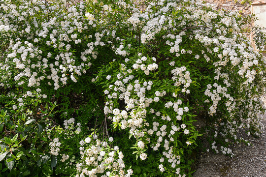 Bush of bridal wreath spirea with dense clusters of white flowers in spring in Florence, Tuscany, Italy