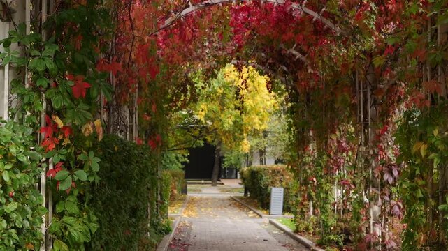 Cinematic autumn park, paved pathway under a white pergola arch wrapped in red and orange Virginia creeper, with a golden yellow tree ahead. Fallen leaves, soft daylight, 4K footage