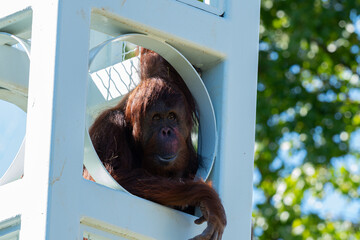 Orangutan spotted in a tower at the Smithsonian Zoo in DC © Willem