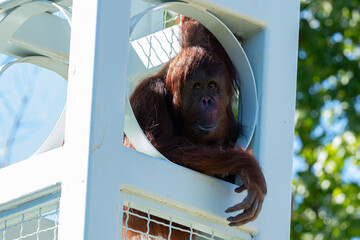 Orangutan spotted in a tower at the Smithsonian Zoo in DC © Willem