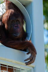 Orangutan spotted in a tower at the Smithsonian Zoo in DC © Willem