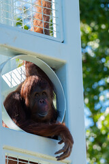 Orangutan spotted in a tower at the Smithsonian Zoo in DC © Willem