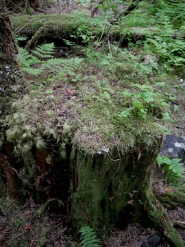 Nurse log of decay allow for new growth of vegetation at Wrangell Island Alaska