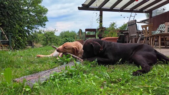 Two Labrador retriever, Canis lupus familiaris hopping around and fighting each other on a grass field. Healthy brown labrador retriever having fun outdoors at Donauwoerth, Bavaria in Germany