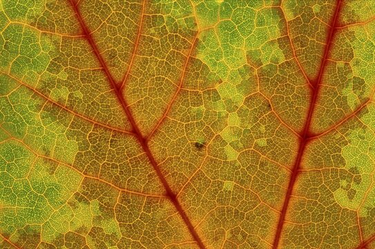 Autumn leaf