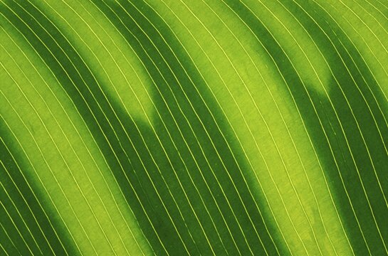 Banana leaf macro