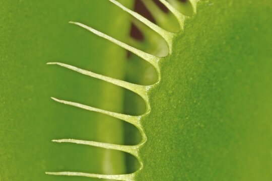 Thorn of a plant