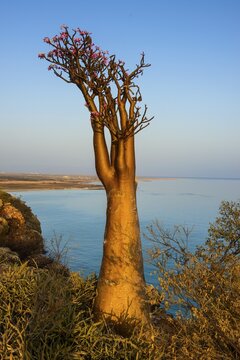 Bottle Tree (Adenium obesum) in bloom, endemic species, Socotra, Yemen