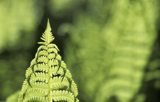 Fern leaf