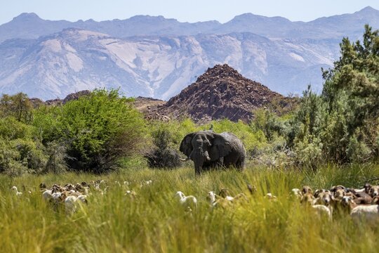 Conflict between livestock and wildlife, herd of goats and desert elephants in the riverbed of the Ugab River, Brandberg, Namibia
