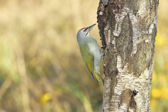 Grey-headed woodpecker (Picus canus), a male perched on the trunk of a grey birch (Betula populifolia) whilst foraging, wildlife, woodpeckers, birds, nature photography, Wilnsdorf, North Rhine-Westphalia, Germany